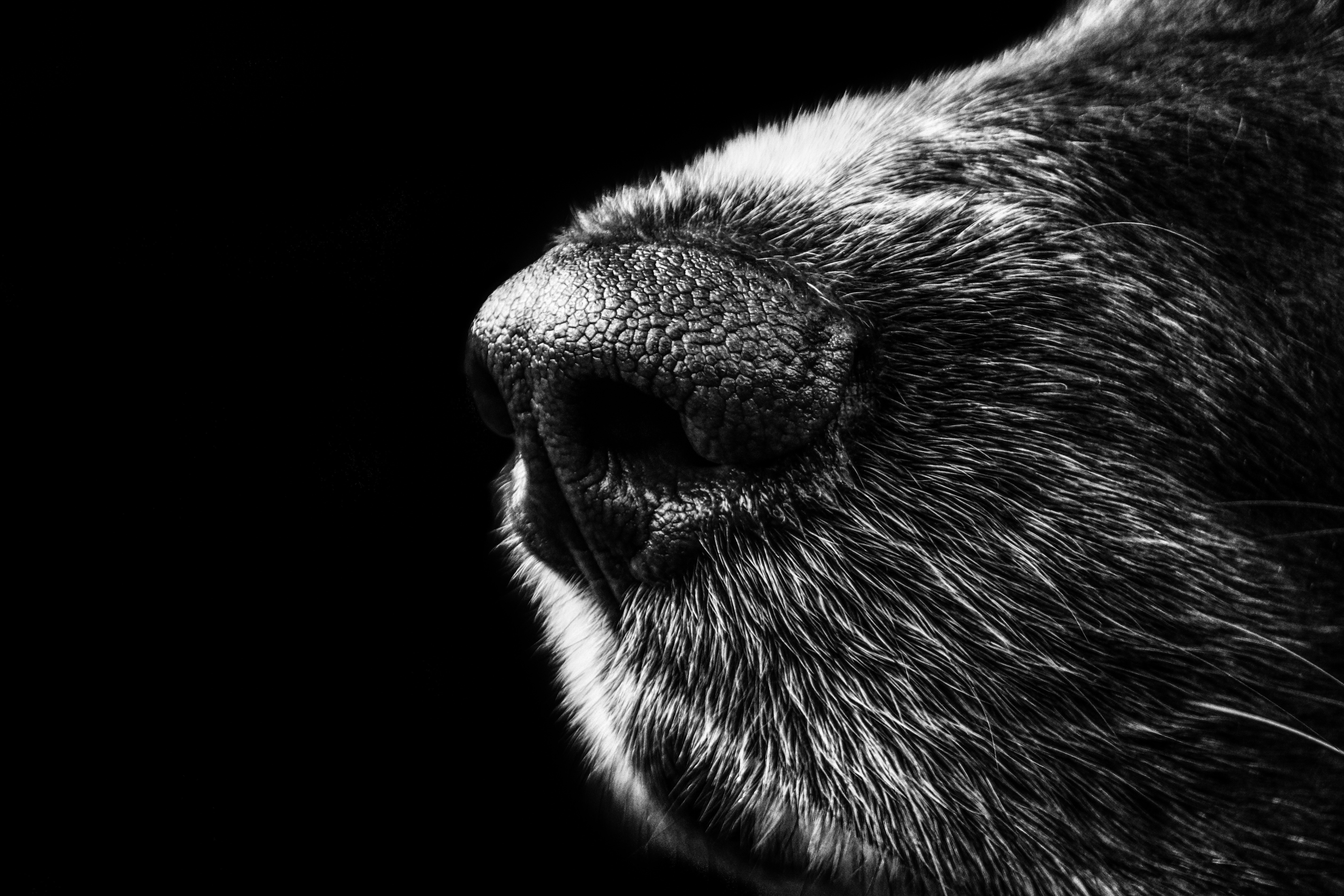black-and-white-animal-dog-fur-65928
